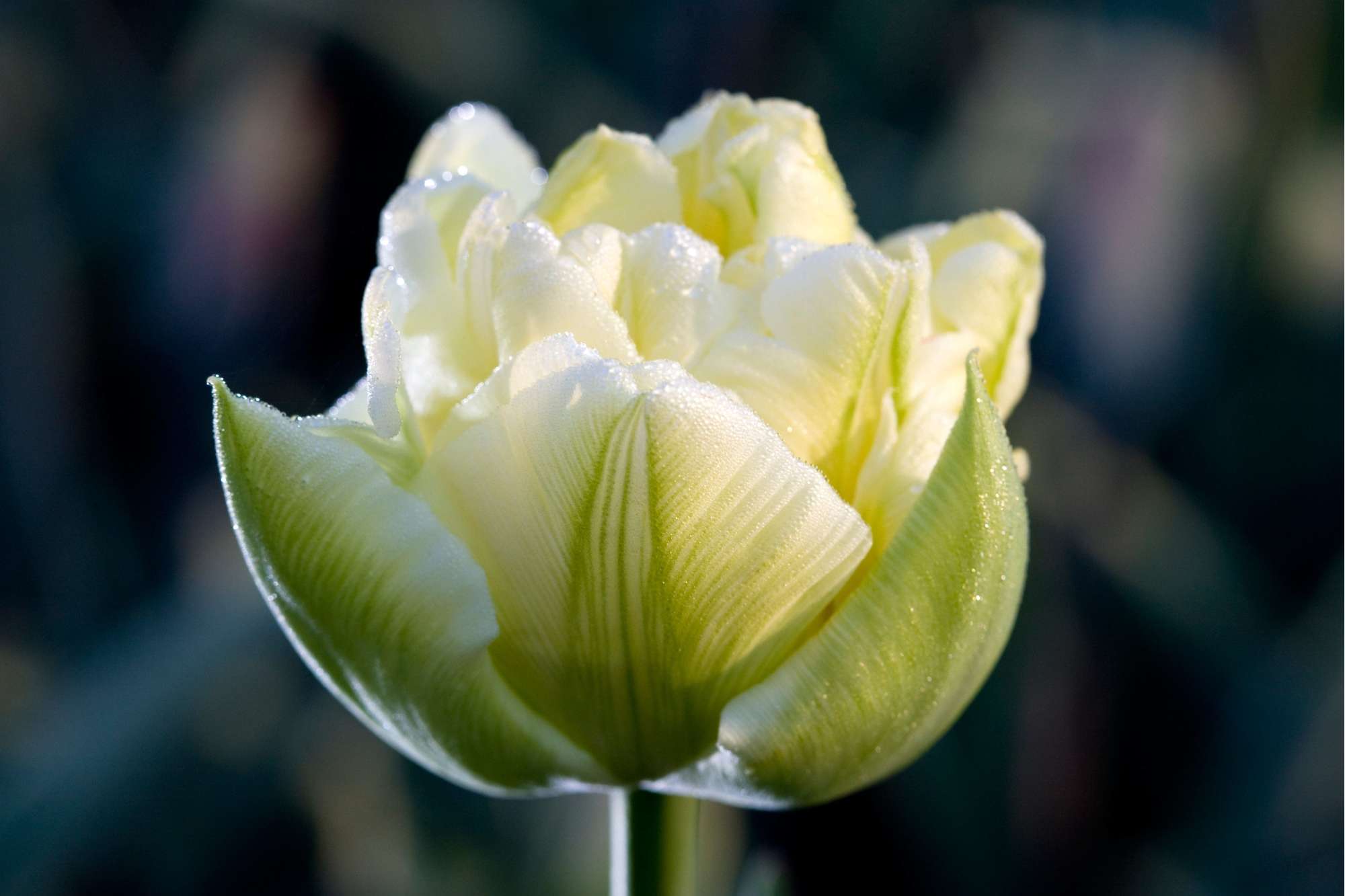 Tulpe 'Verona'